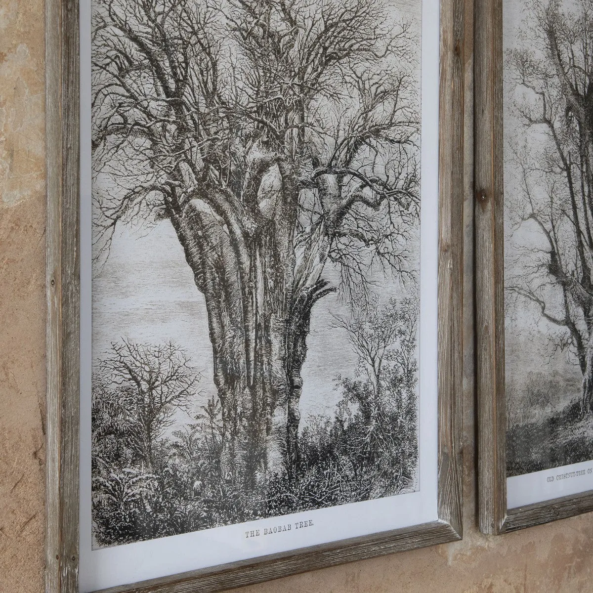 Brookby Set Of Two Old Tree Wall Art 70cm