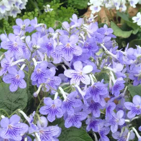 Streptocarpus 'Bethan' - Cape Primrose