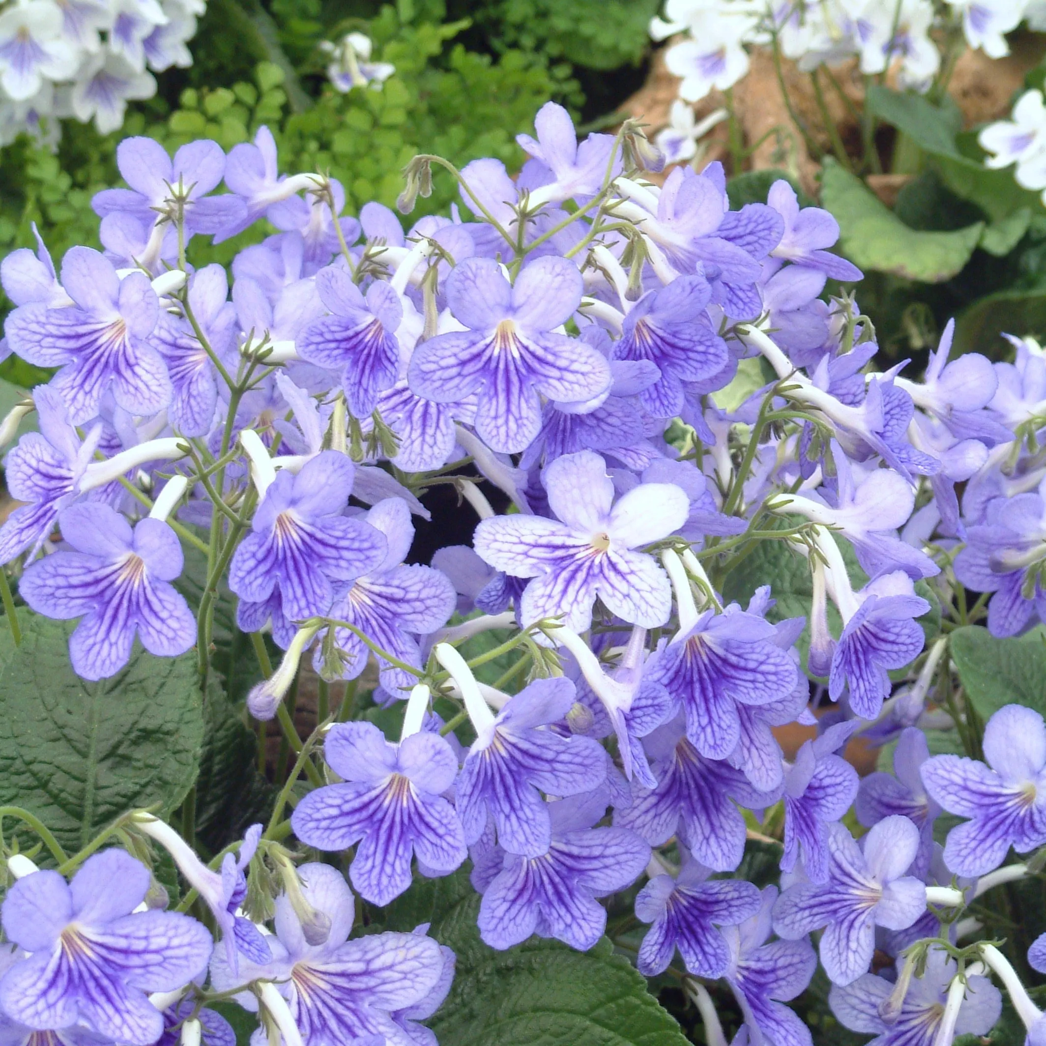 Streptocarpus 'Bethan' - Cape Primrose