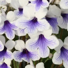 Streptocarpus 'Crystal Ice' - Cape Primrose